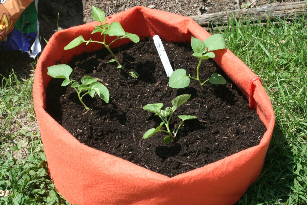 Planting potatoes: Part 2 | The Nerdly Home Planting potatoes: Part 2