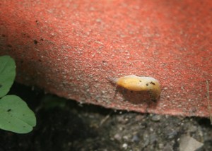 Slug