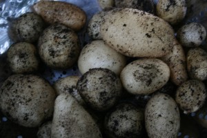 Freshly harvested potatoes