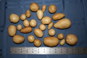 Potatoes with ruler.