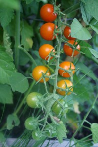 A rainbow of tomatoes